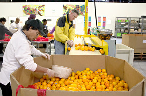 Lines of volunteers pitch in and rummage for high quality produce.