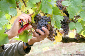 Wines made with organic grapes are rising in popularity amongst local stores this season