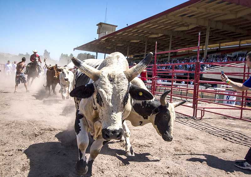 Bulls upwards of 1,000 pounds ran the track at incredible speeds. Getting close was nerve-wracking and an extreme adrenaline boost.