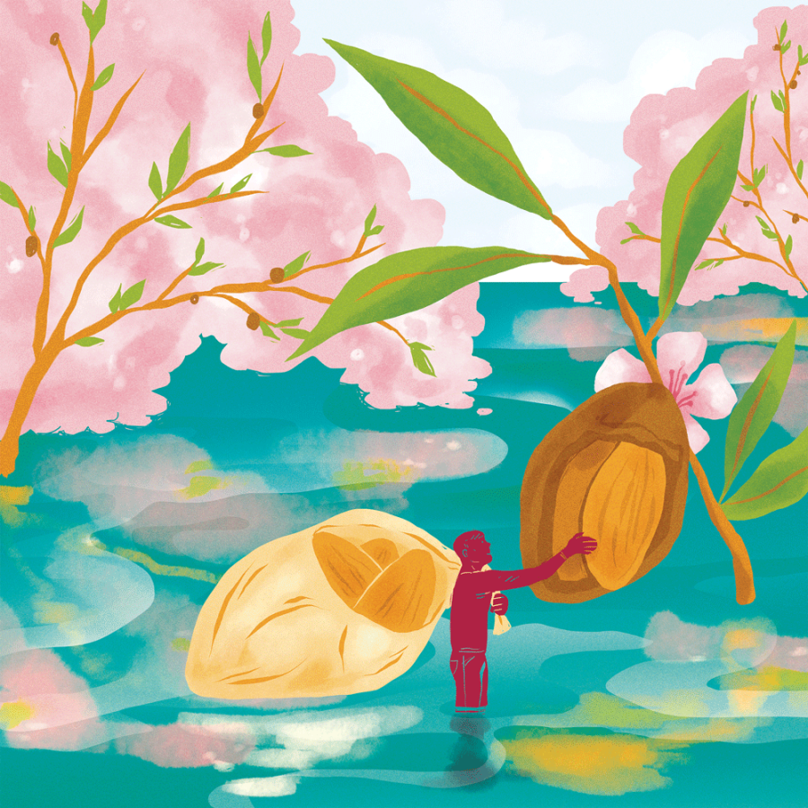 The drought through the eyes of an almond farmer