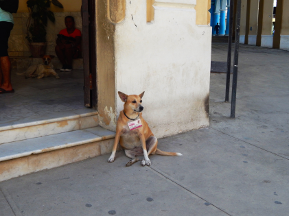 The dogs of Havana