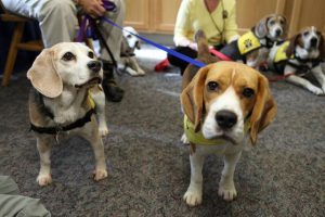 Casey and Denver greet visitors -- and the camera -- at Pet Therapy Awareness Day at Penn State Hershey Medical Center.