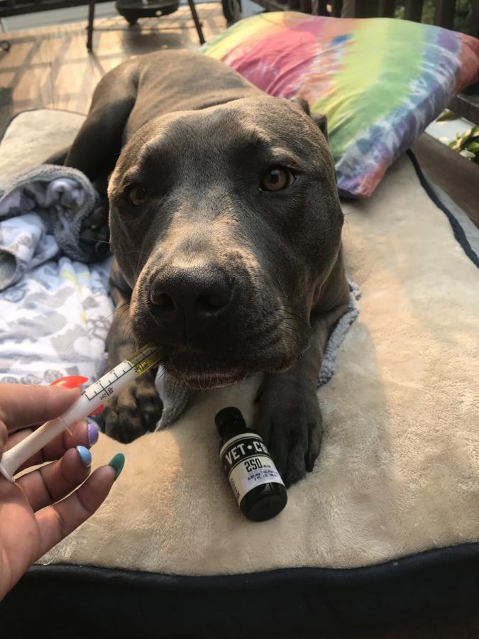 Cannabis is now for pets