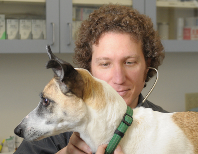 Local veterinarian answers questions about holistic practices and cannabis for pets