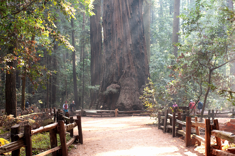 People+gather+around+to+see+%E2%80%9CThe+Giant%2C%E2%80%9D+the+tallest+redwood+tree+standing+at+270+ft.+tall%2C+located+in+Henry+Cowell+Redwoods+State+Park+in+Felton%2C+CA%2C+on+Nov.+10%2C+2018%2C+during+the+park%E2%80%99s+Free+Second+Saturdays+event%2C+which+was+held+to+celebrate+100+years+of+conserving+California%E2%80%99s+redwood+forests+and+encourage+people+to+reconnect+with+nature.