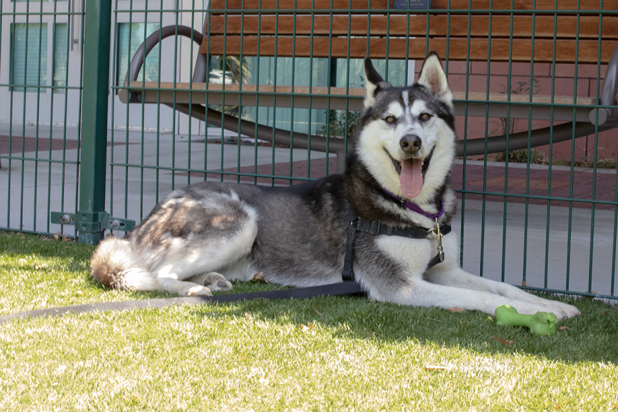 Marx%2C+a+Siberian+husky%2C+is+cooling+off+in+the+shade.+Marx+is+also+up+for+adoption+right+now+at+the+Humane+Society%2C+located+in+Milpitas.