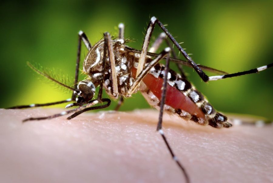 New Buzz Alert! Millions of Genetically Engineered Mosquitoes are headed to California